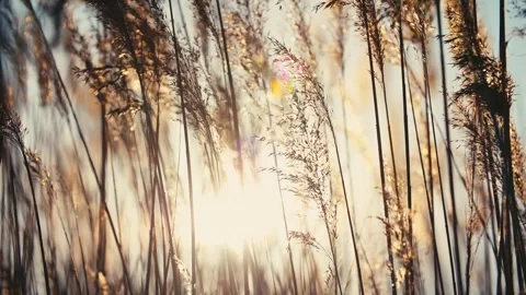 The reeds in the setting sun sway in the wind Stock Footage 331621822