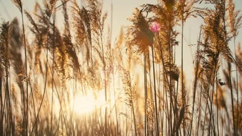 The reeds in the setting sun sway in the wind Stock Footage 331621839