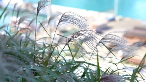 Reeds shaking with the wind Stock Footage 101003851