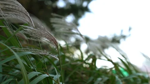 Reeds shaking with the wind Stock Footage 101003857