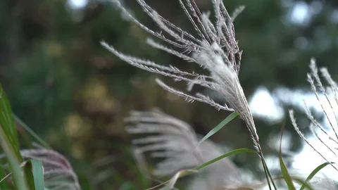 Reeds shaking with the wind Stock Footage 101003870