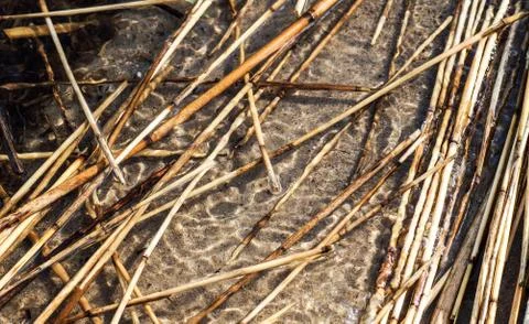Reeds in the shallows Stock Photos