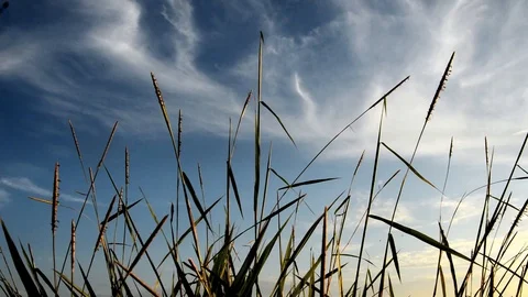 Reeds silhouette Stock Footage 128476980
