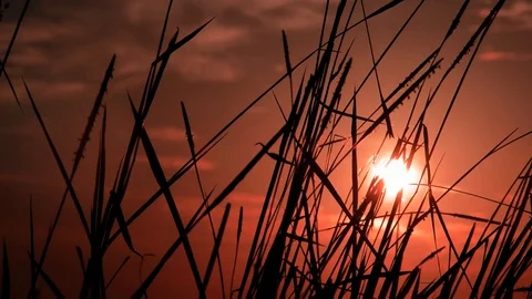Reeds silhouette Stock Footage 128477053