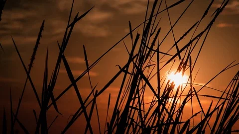 Reeds silhouette Stock Footage 128477124