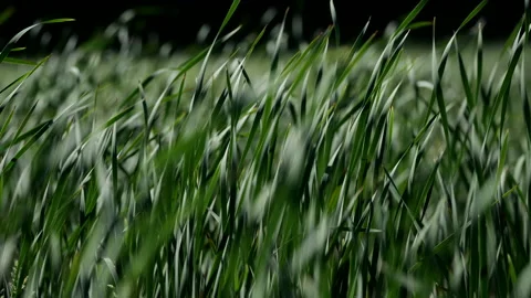Reeds in Slow Motion Video stock 132681622