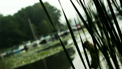 Reeds in a small bay Stock Footage 93782496