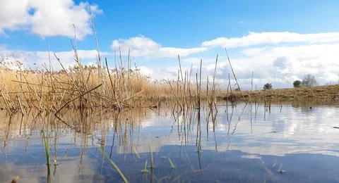 Reeds in small lake under the cloudy blue sky Stock Photos