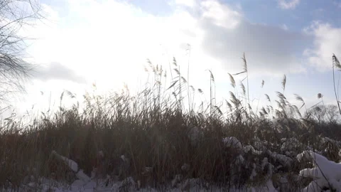 Reeds in the snow sway under a cloudy sky in 4K. Stock Footage 166157233