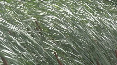 Reeds in storm Video stock 62964887