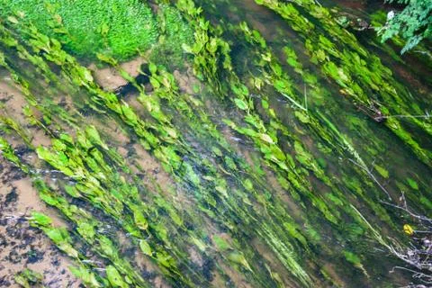 Reeds in a stream Stock Photos