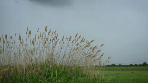 Reeds in a summer storm Stockbeeldmateriaal 157282661