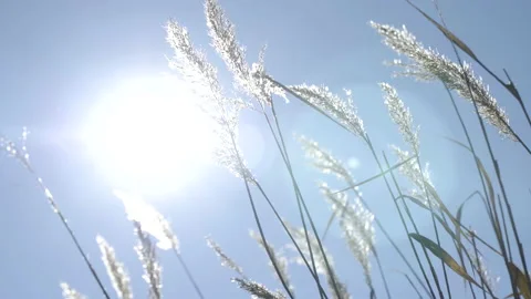 The reeds with the sun's rays Stock Footage 166734167