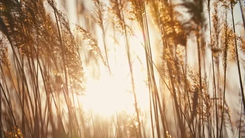 Reeds in the sunset, backlight shooting of the reeds swaying in the wind Stock Footage 331621823