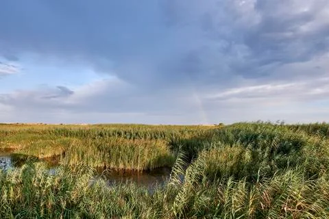 Reeds at sunset bathed by rays of the sun Stock Photos