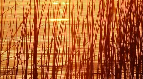 Reeds on sunset Stock-Footage 7749308