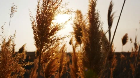 Reeds at sunset Stock Footage