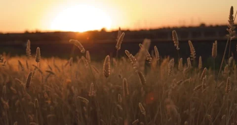 Reeds at sunset Stock Footage 171141245
