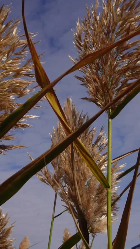 Reeds at sunset Stock Footage 318541324