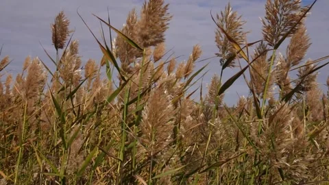 Reeds at sunset Stock Footage 318541327