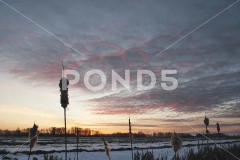 Reeds at sunset, the glare of the setting sun in the sky, beautiful countryside Stock Photos
