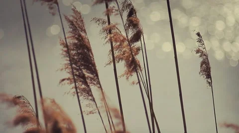 Reeds on the sunset lake Stock Footage 5298785