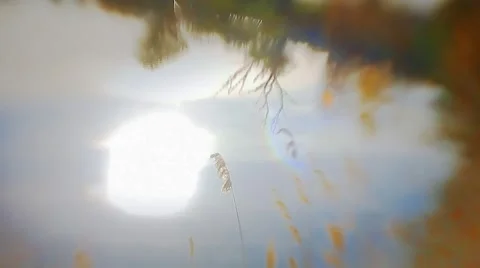 Reeds in the sunset lake Stock Footage 5357144
