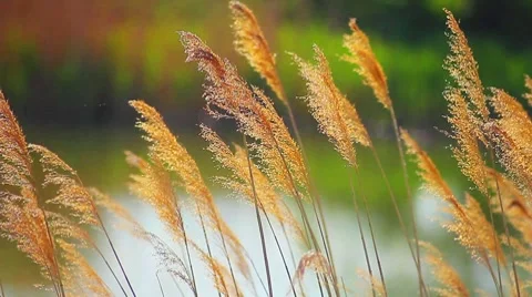 Reeds on the sunset lake Stock Footage 7746337