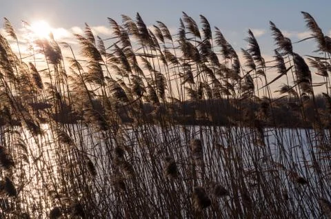 Reeds at sunset Stock Photos