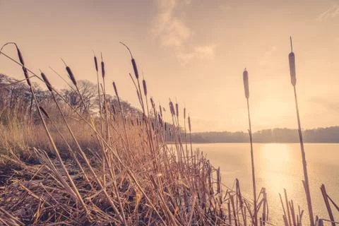 Reeds in the sunset Stock Photos