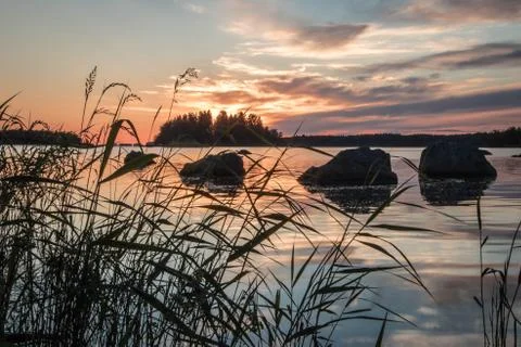 Reeds in the sunset Stock Photos