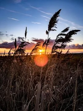 Reeds at Sunset Stock Photos