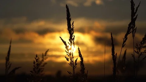 Reeds on the sunset sky background 스톡 동영상 77533556