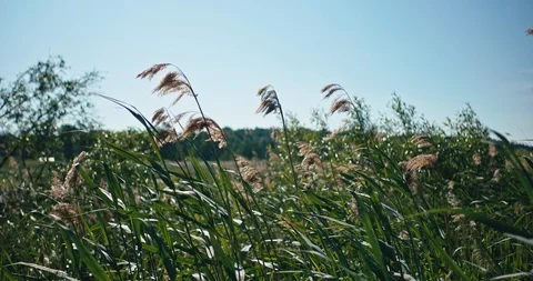 Reeds in sunshine 스톡 동영상 113941825