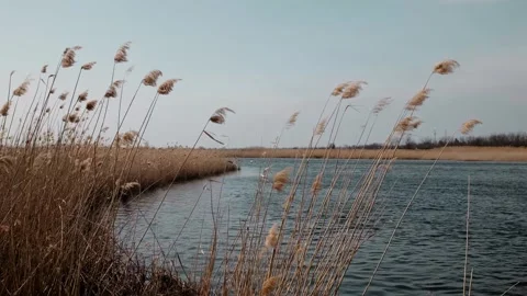 Reeds sway in the wind by a calm river under a clear sky, capturing the beauty Stock Footage 316603348
