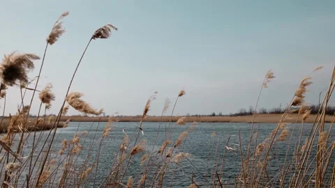 Reeds sway in the wind by a calm river under a clear sky, capturing the beauty Stock Footage 316606573