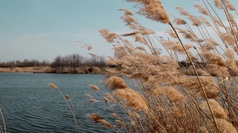Reeds sway in the wind by a calm river under a clear sky, capturing the beauty Stock Footage 316607618