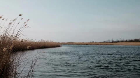 Reeds sway in the wind by a calm river under a clear sky, capturing the beauty Stock Footage 316610559