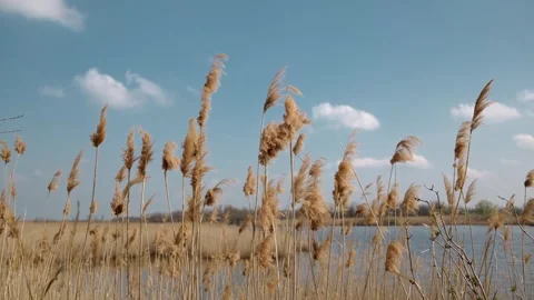 Reeds sway in the wind by a calm river under a clear sky, capturing the beauty Stock Footage 316614853