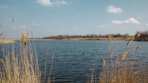 Reeds sway in the wind by a calm river under a clear sky, capturing the beauty Stock Footage 316615732