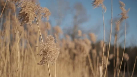 Reeds sway on wind, close up Stock Footage 232987784