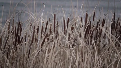 The reeds sway in the wind 動画素材 132441722