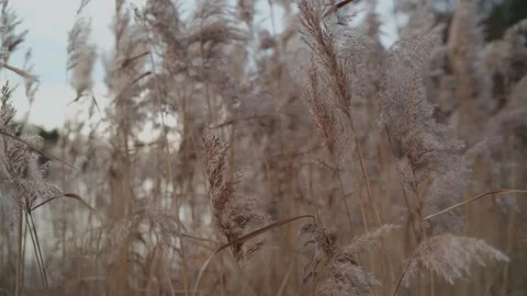 Reeds sway in the wind Stock-Footage 143660491