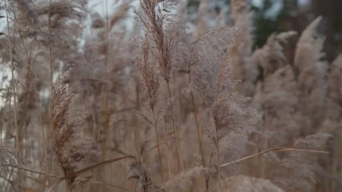 Reeds sway in the wind Stock-Footage 143660580