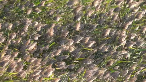 The reeds sway in the wind Stock Footage 145113642
