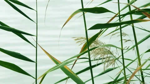 The reeds sway in the wind Stock Footage 259123061
