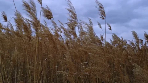 Reeds Sway On Wind On Nature Sky. Reed In Meadow Sways. Nature Windy Day. Stock Footage