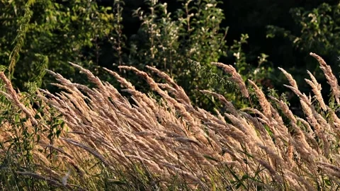 The reeds sway in the wind. The setting sun illuminates plants, grass. Vidéo 167559265