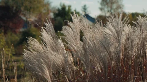 The reeds sway in the wind. The setting sun illuminates plants, grass Video stock 259996105