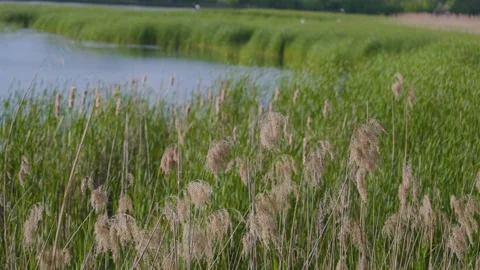 The reeds sway in the wind. The setting sun illuminates plants, grass, river Stockbeeldmateriaal 277268620